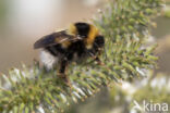 Veenhommel (Bombus jonellus)