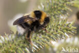 Veenhommel (Bombus jonellus)