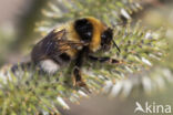 heath bumblebee (Bombus jonellus)