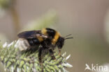 heath bumblebee (Bombus jonellus)