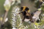 heath bumblebee (Bombus jonellus)