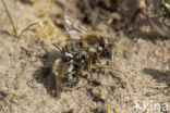 Grote zijdebij (Colletes cunicularius)