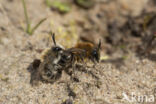 The Vernal Colletes (Colletes cunicularius)