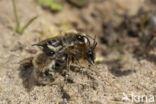 Grote zijdebij (Colletes cunicularius)