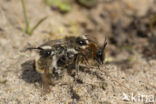 The Vernal Colletes (Colletes cunicularius)