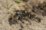 The Vernal Colletes (Colletes cunicularius)