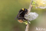 Weidehommel (Bombus pratorum)