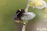 Weidehommel (Bombus pratorum)