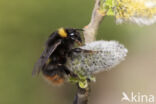 Weidehommel (Bombus pratorum)