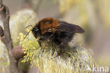 Boomhommel (Bombus hypnorum)