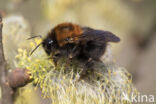 Boomhommel (Bombus hypnorum)