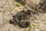 The Vernal Colletes (Colletes cunicularius)