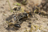 The Vernal Colletes (Colletes cunicularius)