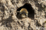 Grote zijdebij (Colletes cunicularius)