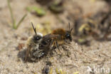 Grote zijdebij (Colletes cunicularius)