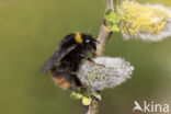 Weidehommel (Bombus pratorum)