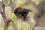 Boomhommel (Bombus hypnorum)