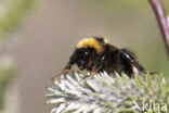 heath bumblebee (Bombus jonellus)