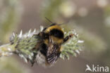 Veenhommel (Bombus jonellus)