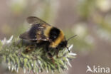 heath bumblebee (Bombus jonellus)