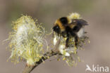 heath bumblebee (Bombus jonellus)