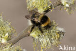 Veenhommel (Bombus jonellus)