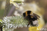 heath bumblebee (Bombus jonellus)