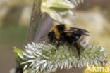 heath bumblebee (Bombus jonellus)