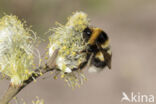 heath bumblebee (Bombus jonellus)