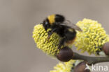 Weidehommel (Bombus pratorum)