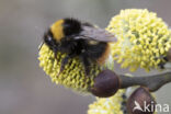 Weidehommel (Bombus pratorum)