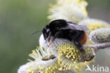 Red-tailed bumblebee (Bombus lapidarius)