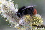 Red-tailed bumblebee (Bombus lapidarius)
