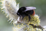 Red-tailed bumblebee (Bombus lapidarius)