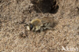 The Vernal Colletes (Colletes cunicularius)