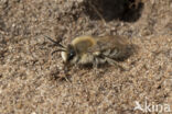 Grote zijdebij (Colletes cunicularius)