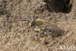 Grote zijdebij (Colletes cunicularius)