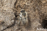 The Vernal Colletes (Colletes cunicularius)