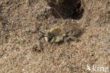 Grote zijdebij (Colletes cunicularius)