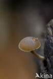 Olijfkleurig matkopje (Simocybe centunculus)