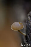 Simocybe centunculus