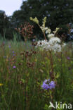 Field Woodrush (Luzula campestris)