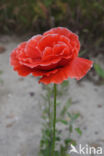 Poppy (Papaver spec)