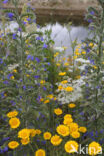 Corn Marigold (Chrysanthemum segetum)