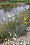 Corn Marigold (Chrysanthemum segetum)