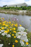 Gele ganzenbloem (Chrysanthemum segetum)