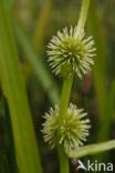 Kleine egelskop (Sparganium emersum)