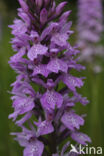 Gevlekte orchis (Dactylorhiza maculata)