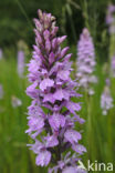 Gevlekte orchis (Dactylorhiza maculata)