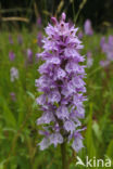 Spotted orchid (Dactylorhiza maculata)